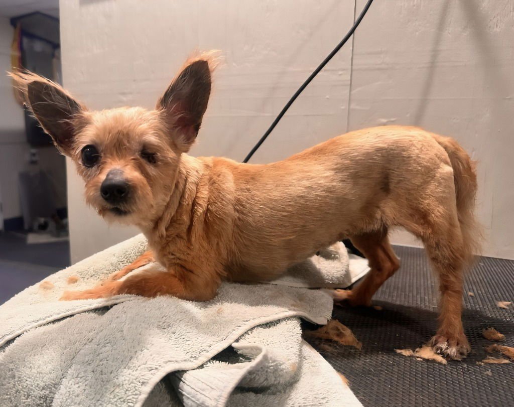 RICKIE - Yorkshire Terrier Yorkie available for adoption