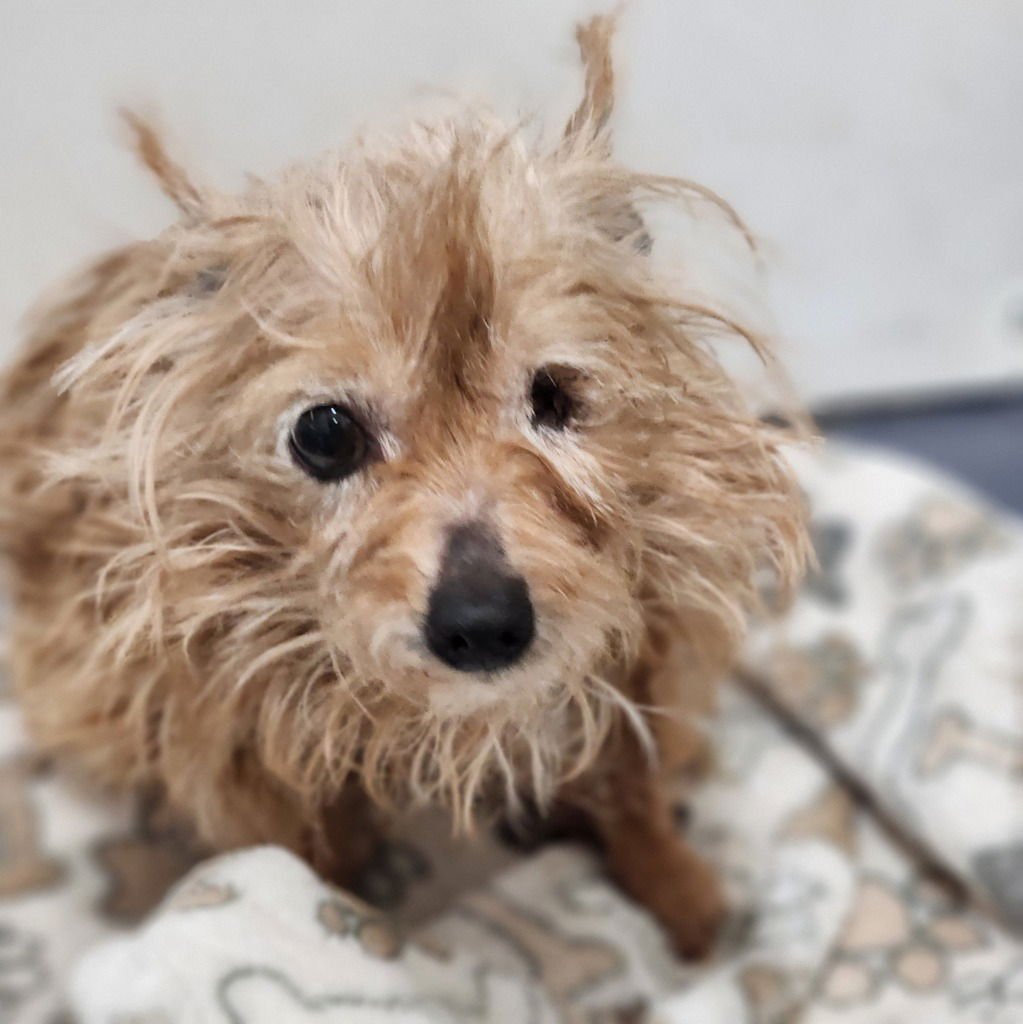 RICKIE - Yorkshire Terrier Yorkie available for adoption