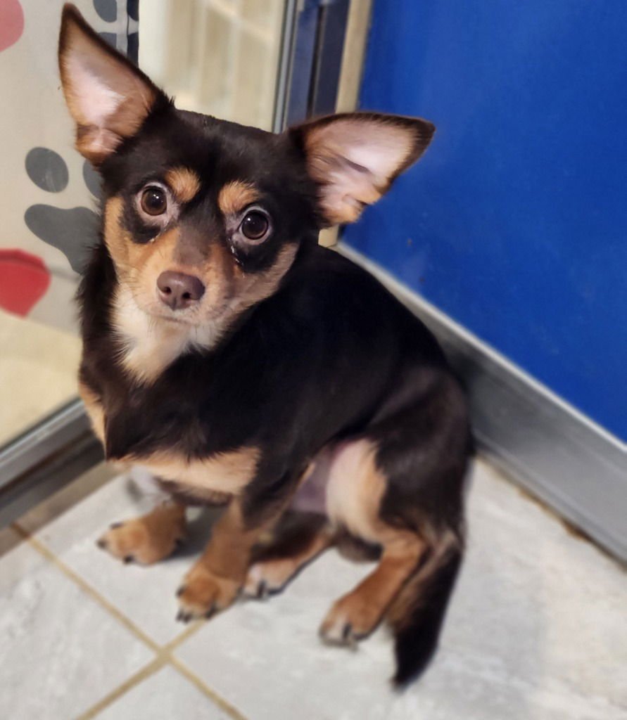 HENRY - Chihuahua available for adoption