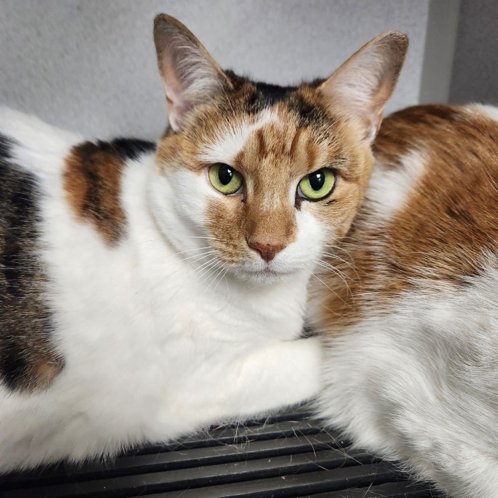 PATCHES - Domestic Short Hair available for adoption
