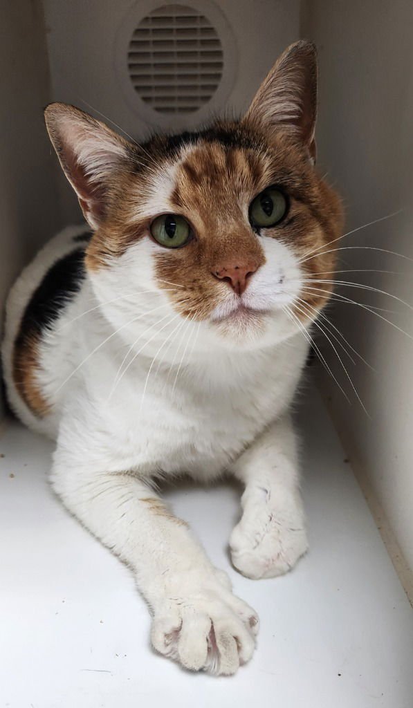 PATCHES - Domestic Short Hair available for adoption