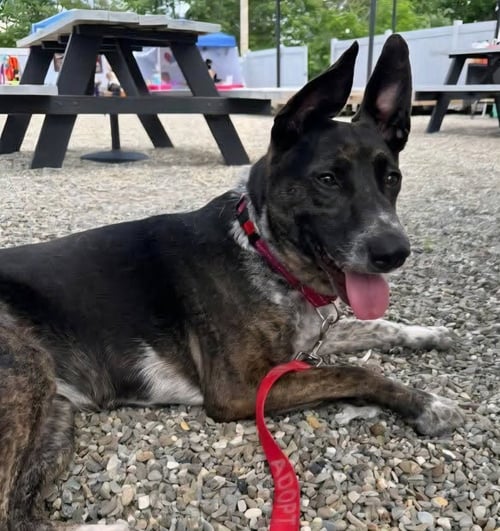 SERENA - Shepherd / Cattle Dog available for adoption