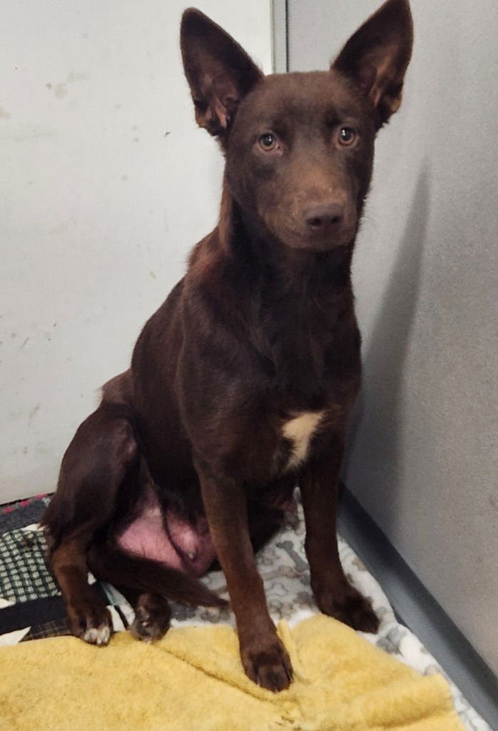 REESE - Labrador Retriever available for adoption