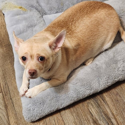 DEEDEE - Chihuahua available for adoption