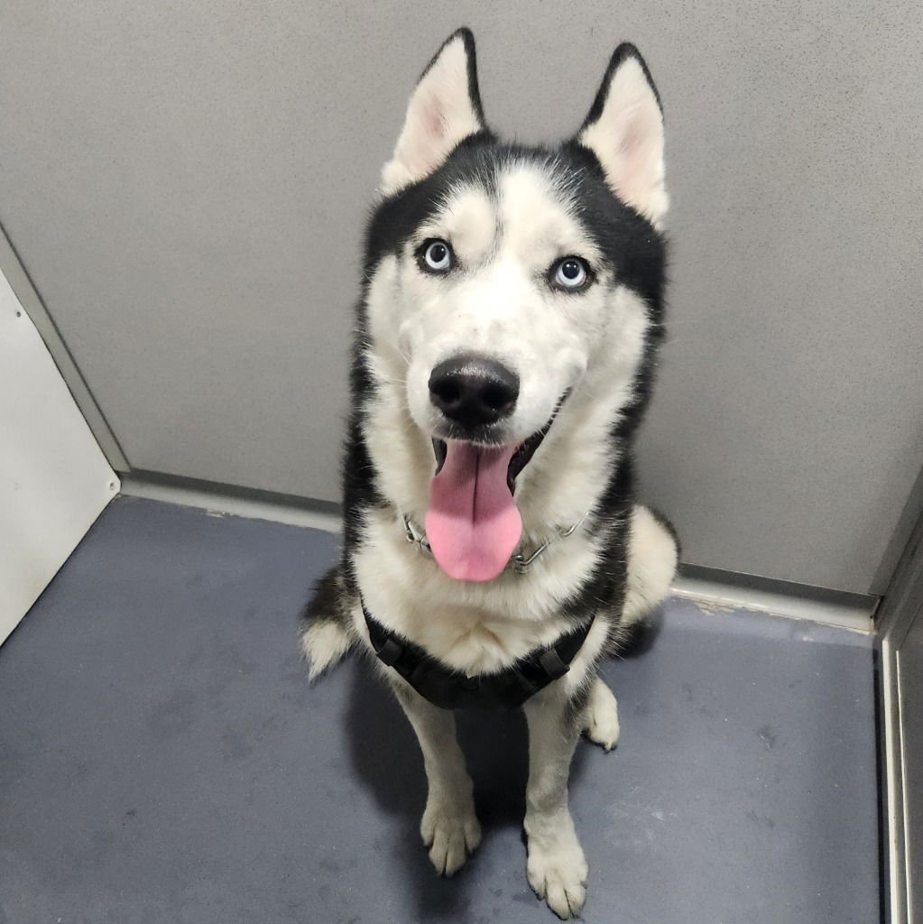 LOKI - Husky available for adoption