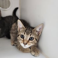 Boomer - Photo 1