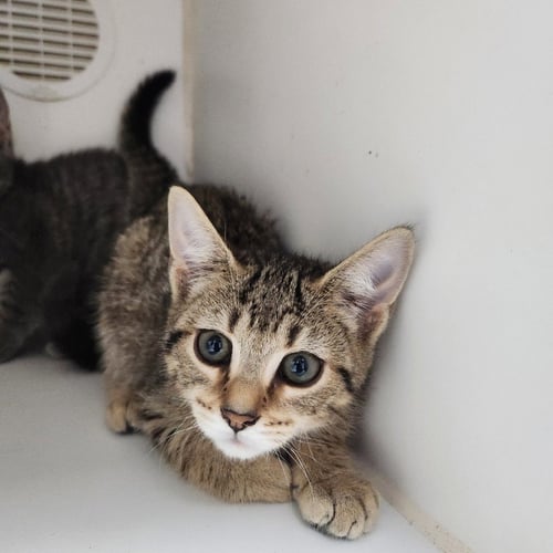 BOOMER - Domestic Short Hair available for adoption
