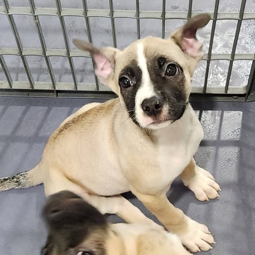 FRASER - Pug / Shepherd available for adoption