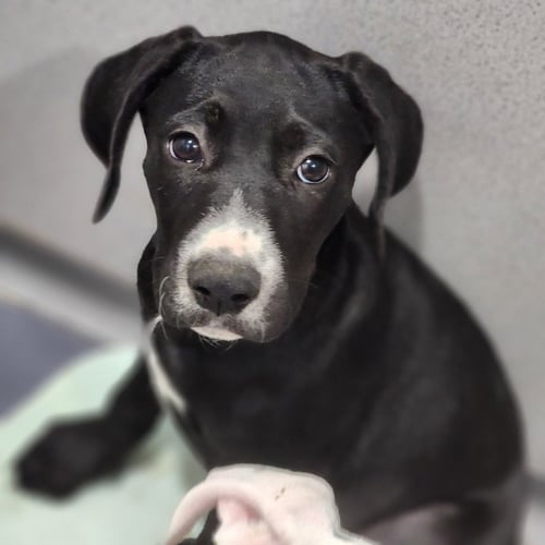BUTTER - Pit Bull Terrier / Catahoula Leopard Dog for adoption in Allentown