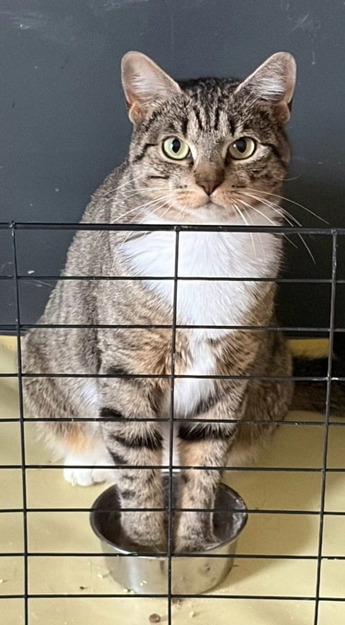 GLADYS - Domestic Short Hair available for adoption