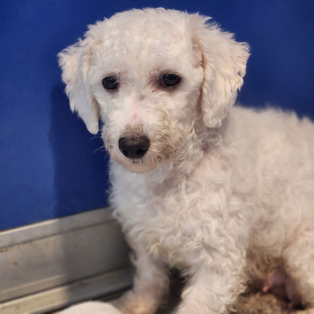 FEDERICA - Bichon Frise available for adoption
