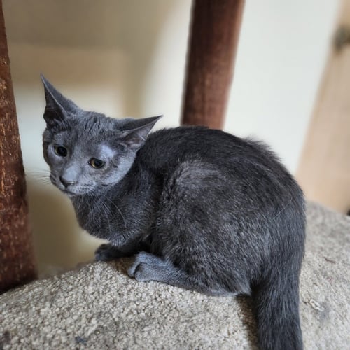 GRANITE - Domestic Short Hair available for adoption