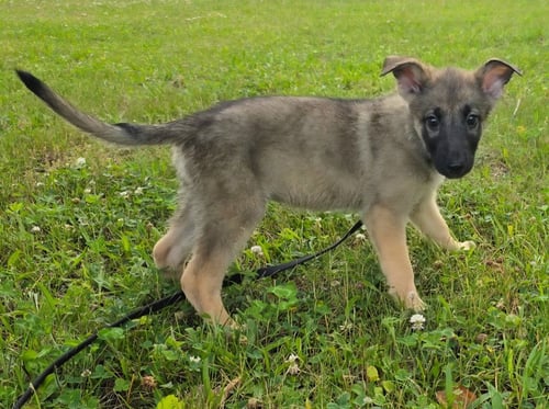 HILDA - Shepherd for adoption in Allentown