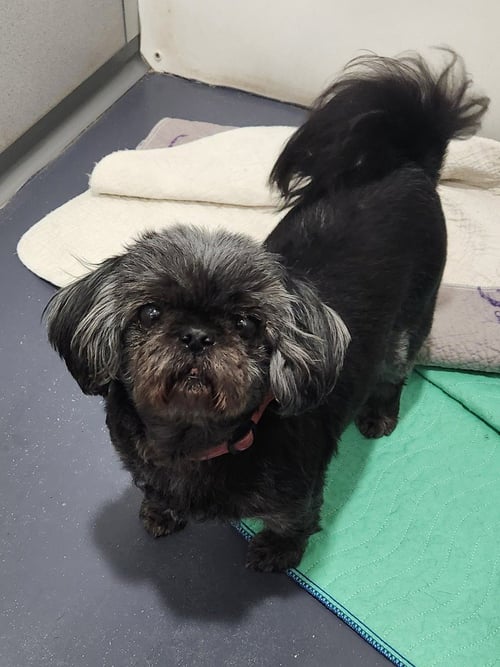 MADDIE - Shih Tzu / Pekingese available for adoption