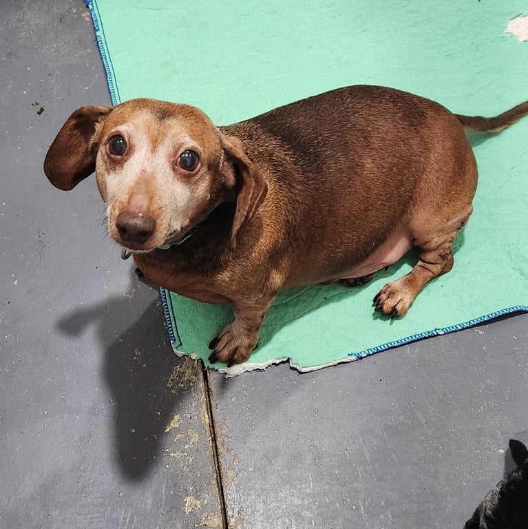 Peanut Image