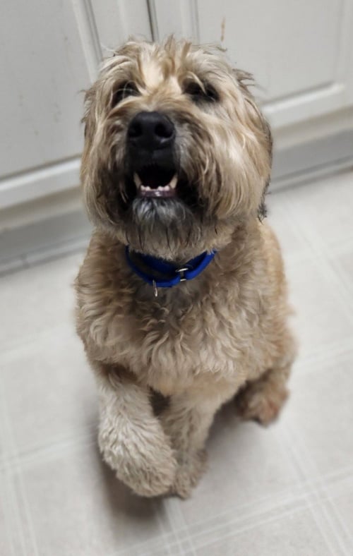 ROXY - Wheaten Terrier available for adoption
