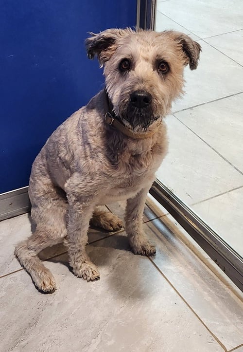 ROXY - Wheaten Terrier for adoption in Allentown