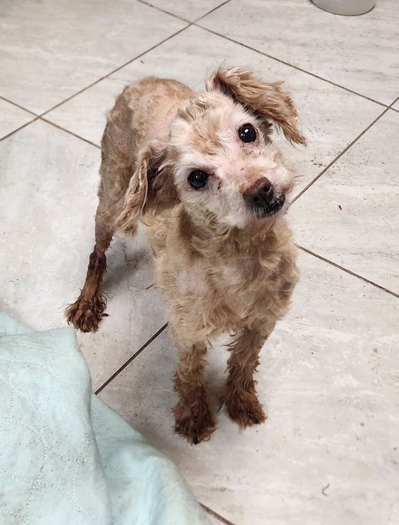 BAILEY - Cocker Spaniel / Poodle (unknown type) available for adoption
