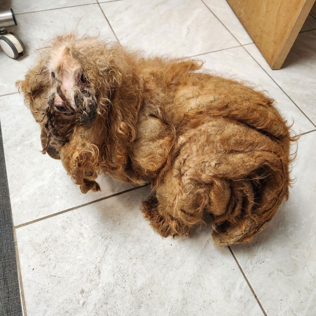 BAILEY - Cocker Spaniel / Poodle (unknown type) available for adoption