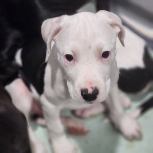 COW - Pit Bull Terrier / Catahoula Leopard Dog for adoption in Allentown