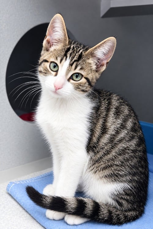 JACK - Domestic Short Hair available for adoption
