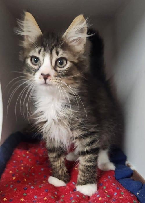 WINSTON - Domestic Medium Hair available for adoption