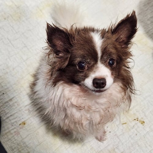 MICKY - Chihuahua available for adoption
