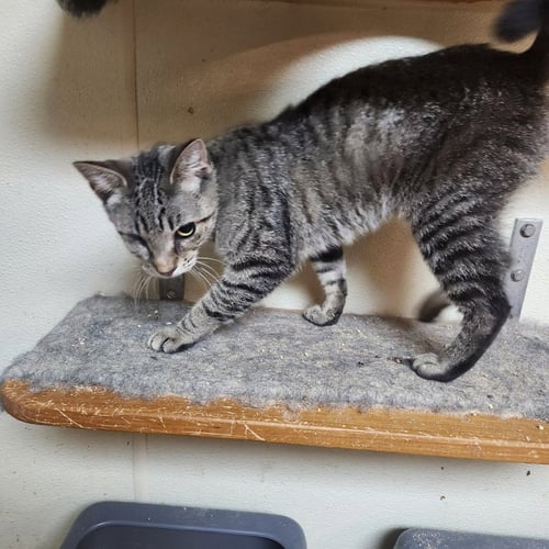 BISCUIT - Domestic Short Hair available for adoption