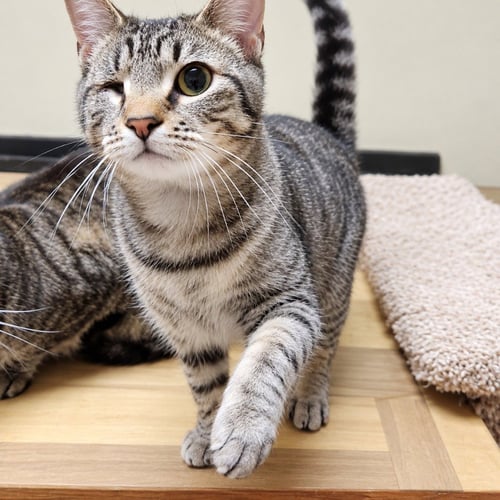 BISCUIT - Domestic Short Hair available for adoption