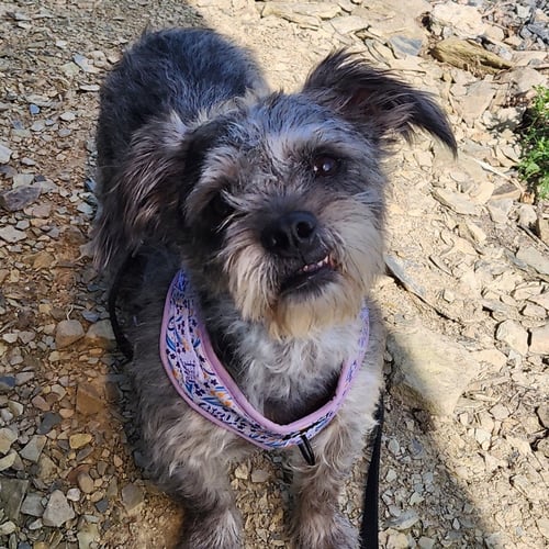 YANNI - Wirehaired Fox Terrier available for adoption