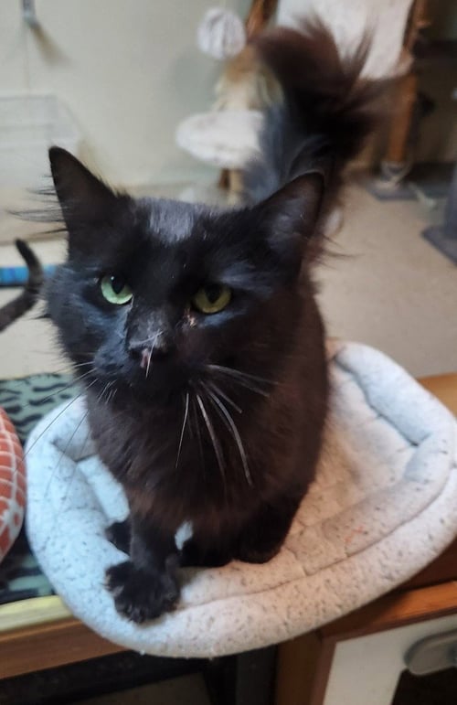 MERLIN - Domestic Long Hair available for adoption