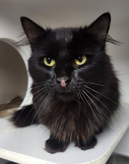MERLIN - Domestic Long Hair available for adoption
