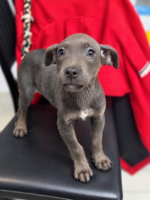 ADAM - Terrier available for adoption