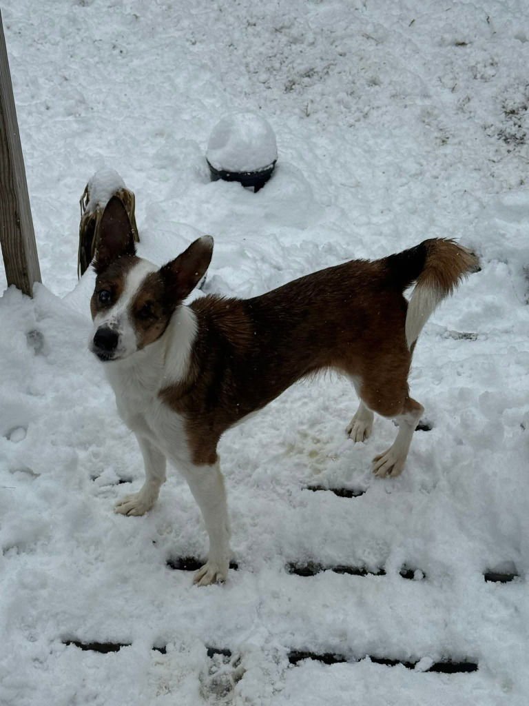 PEARL - Sheep Dog available for adoption