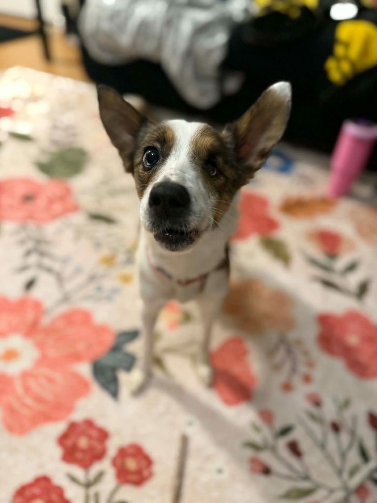 PEARL - Sheep Dog available for adoption