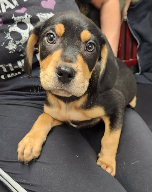 DIESEL - Rottweiler available for adoption