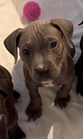 CANYON - Pit Bull Terrier available for adoption