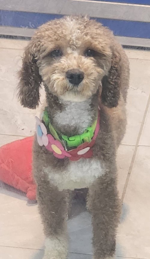 SKY - Wheaten Terrier / Poodle (unknown type) for adoption in Allentown