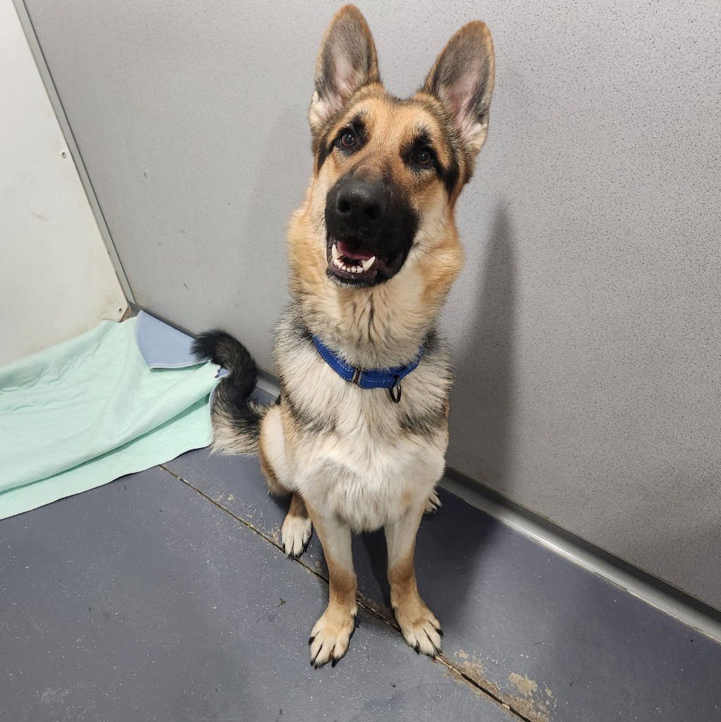 CEDAR - German Shepherd Dog available for adoption