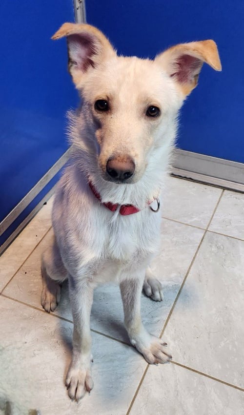 OLIVER SNOW - Labrador Retriever available for adoption