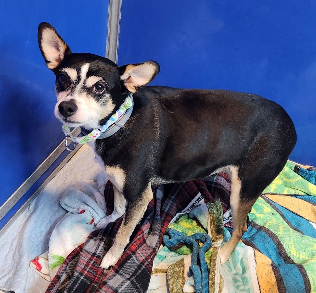 SOTTA - Terrier available for adoption