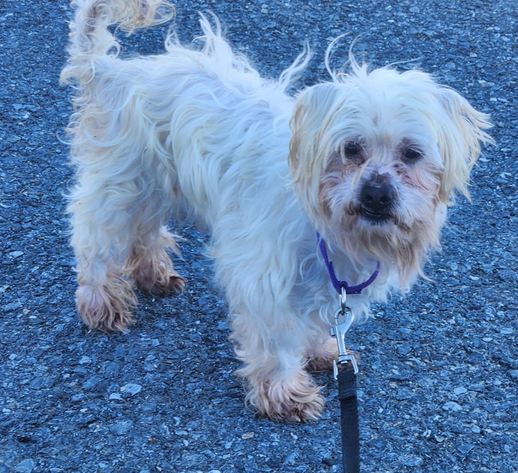 COOPER - Maltese / Silky Terrier available for adoption