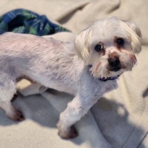COOPER - Maltese / Silky Terrier available for adoption