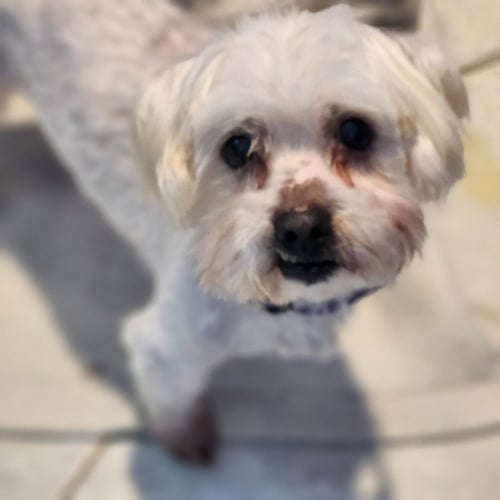COOPER - Maltese / Silky Terrier available for adoption