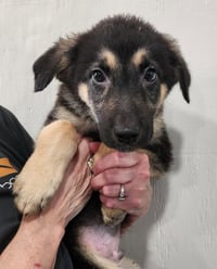 Herman - Photo 1