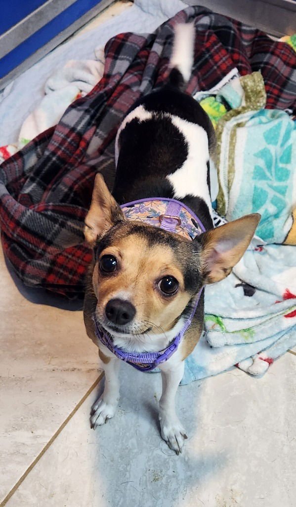 TOOTSIE - Toy Fox Terrier available for adoption