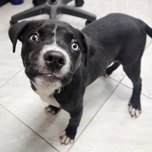 STAR - Terrier / Terrier available for adoption