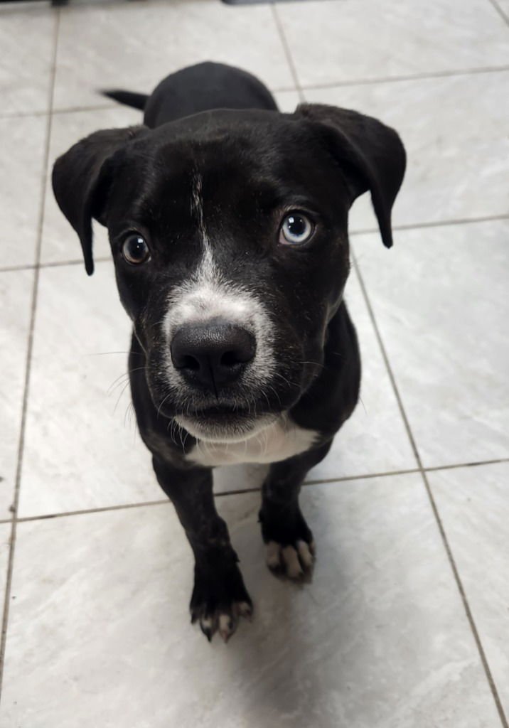 STAR - Border Collie / Terrier available for adoption