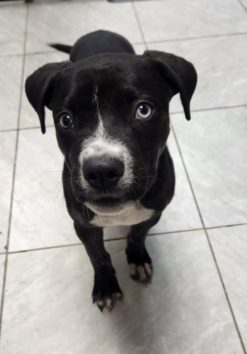 STAR - Terrier / Terrier available for adoption