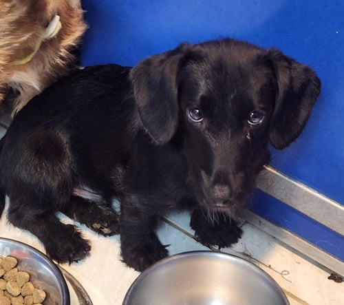 TINY - Wirehaired Fox Terrier / Dachshund available for adoption